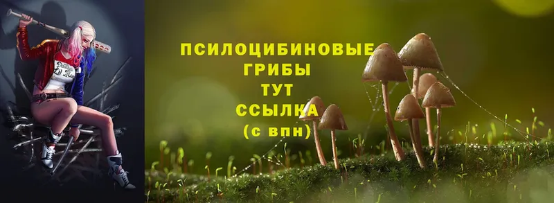 Псилоцибиновые грибы Cubensis  Гудермес 